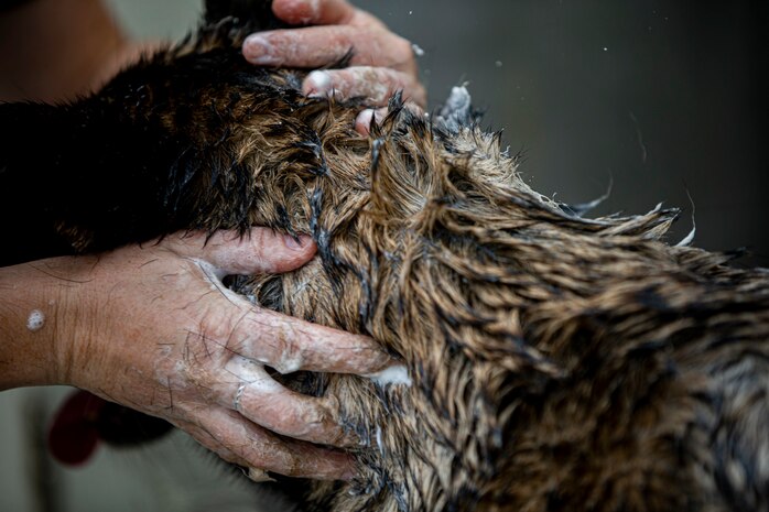 A U.S. Marine grooms MWD Shiva, on Camp Hansen, Okinawa, Japan, Feb. 3.