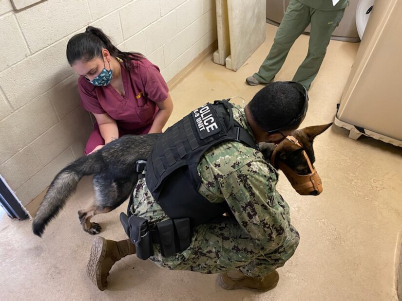 Spc. Jessica Bonner, a veterinary food inspection specialist, cares for a military working dog at the Marine Corps Air Station Miramar Veterinary Treatment Facility, Calif., Oct. 2020. Bonner was trained in the role of an animal care specialist by the Miramar VTF staff to provide assistance during a manning shortage. Bonner’s ability to learn the animal care specialist’s core tasks allowed the VTF to remain operational to support the MWD mission, as well as support more than 7,000 privately-owned animals in the local military community. (Courtesy photo)