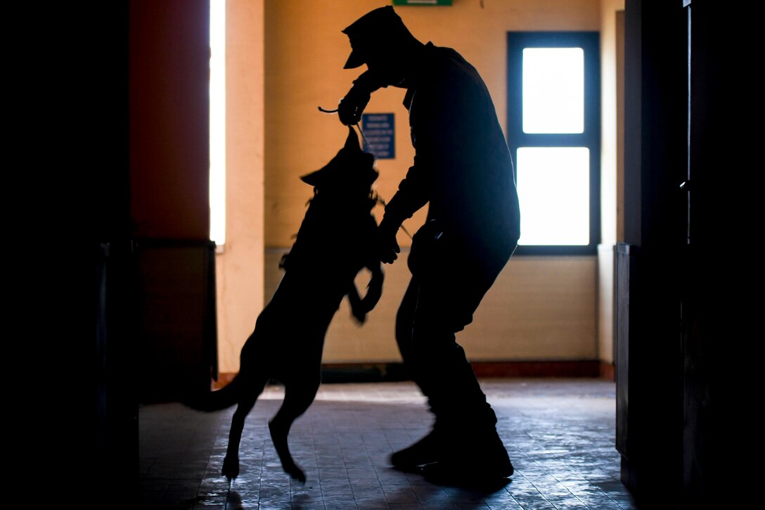 A military working dog jumps on a sailor in a building as shown in silhouette.