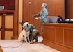 Cpt. Emrick Whitfield, veterinary clinic officer in charge, Area Support Group Kuwait, and Sgt. Iisa Stephens, veterinary clinic noncommissioned officer in charge, ASG Kuwait, demonstrate proper calm and restraint techniques for canines during a canine behavior and safety seminar at the Public Authority of Agriculture Affairs and Fish Resources in Rabia, Kuwait, Feb. 2, 2021. The use of proper restraining techniques protects both the person and animal, while also calming the dog.