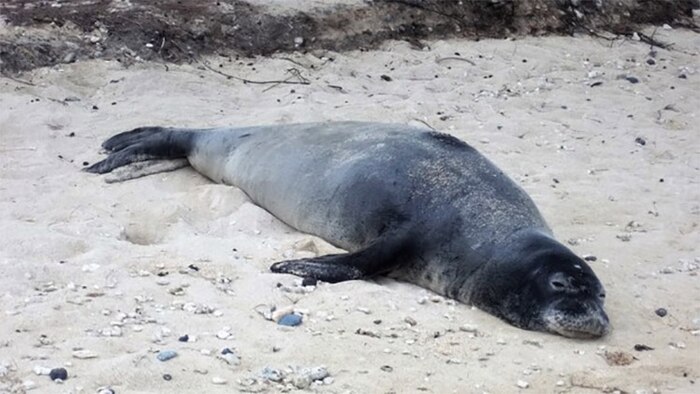 The Hawaiian monk seal is listed as an “endangered” species under the federal Endangered Species Act (ESA) and designated a “depleted” species under the Marine Mammal Protection Act (MMPA).