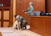 Cpt. Emrick Whitfield, veterinary clinic officer in charge, Area Support Group Kuwait, and Sgt. Iisa Stephens, veterinary clinic noncommissioned officer in charge, ASG Kuwait, demonstrate proper calm and restraint techniques for canines during a canine behavior and safety seminar at the Public Authority of Agriculture Affairs and Fish Resources in Rabia, Kuwait, Feb. 2, 2021. The use of proper restraining techniques protects both the person and animal, while also calming the dog.