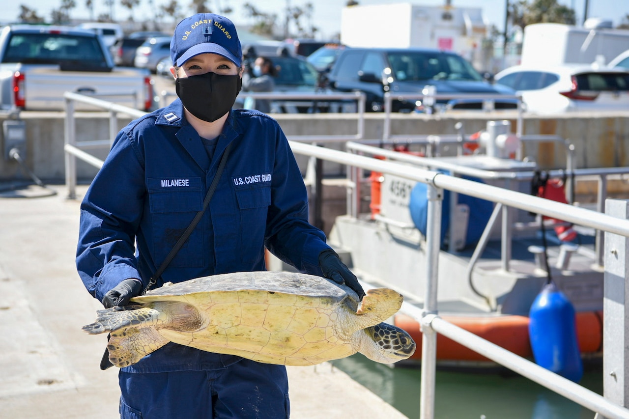 A Coast Guardsman carries a large turtle at a pier.