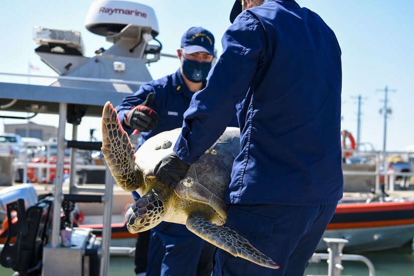 Two Coast Guardsmen hold a large turtle at a pier.