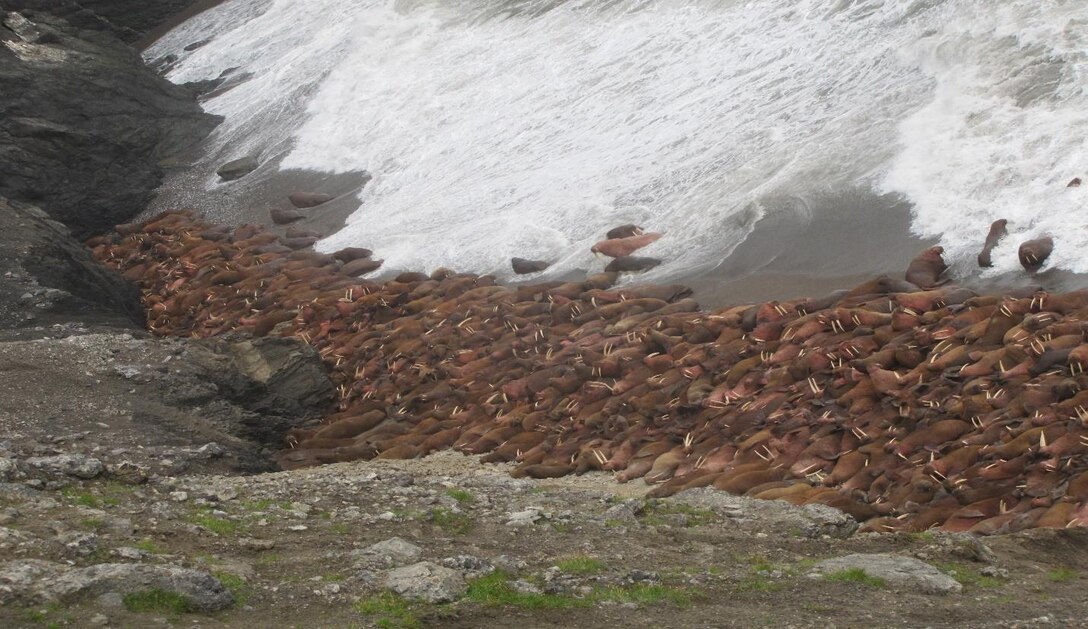 Walruses haul out on a beach near the seawall repair project at Cape Lisburne on Oct. 19, 2019.