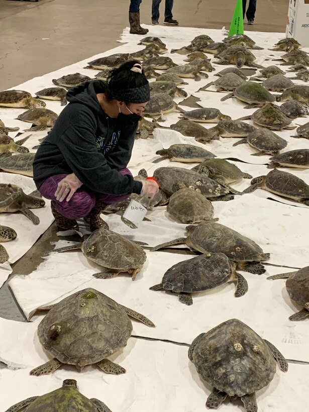 DLA Distribution Corpus Christi – supporting warfighters and saving sea turtles!