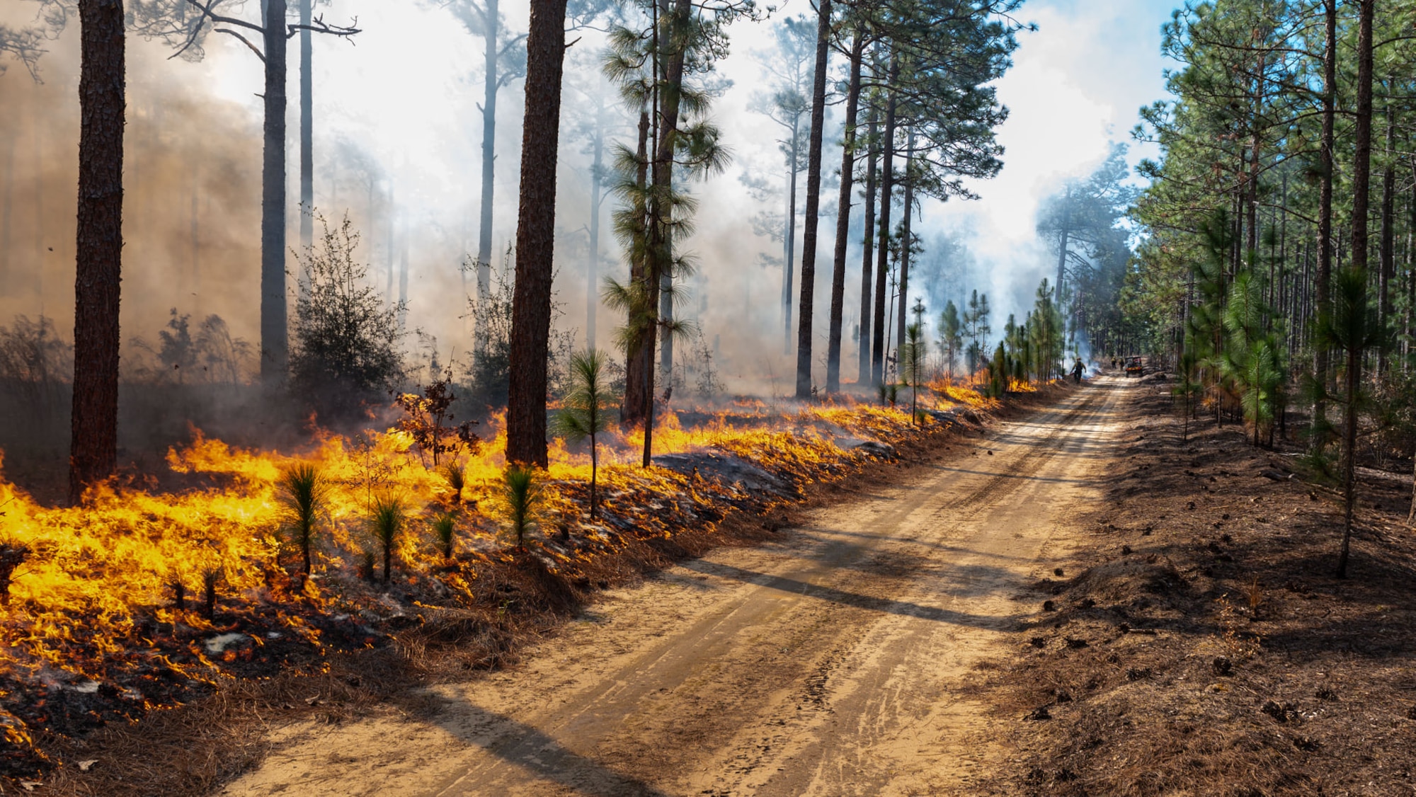A photo of a treeline during a controlled burn.