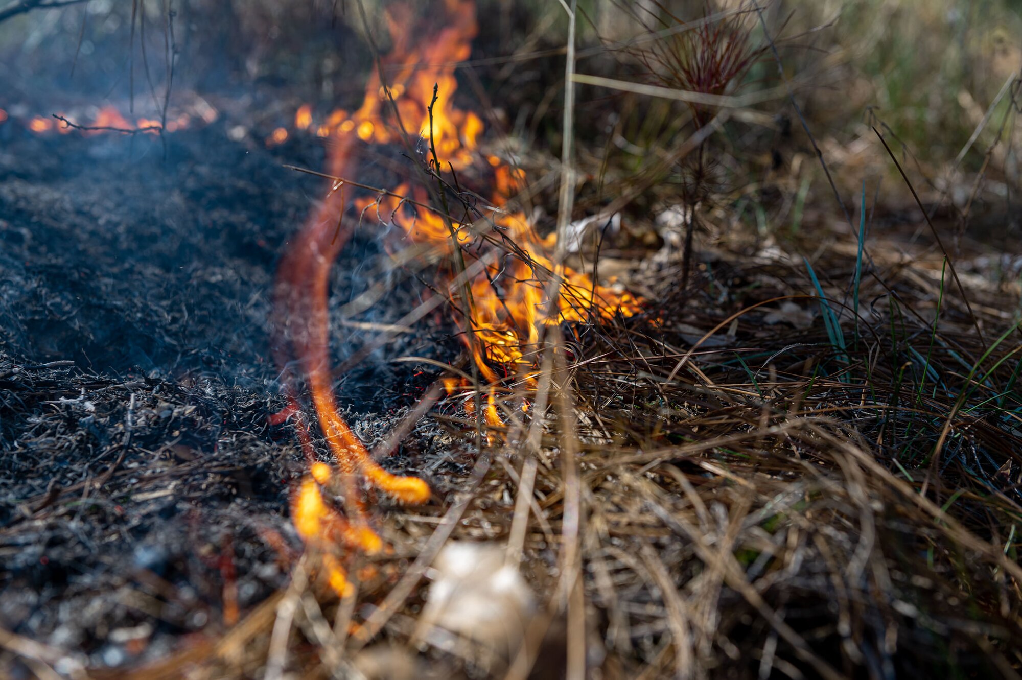 A photo of a controlled burn.
