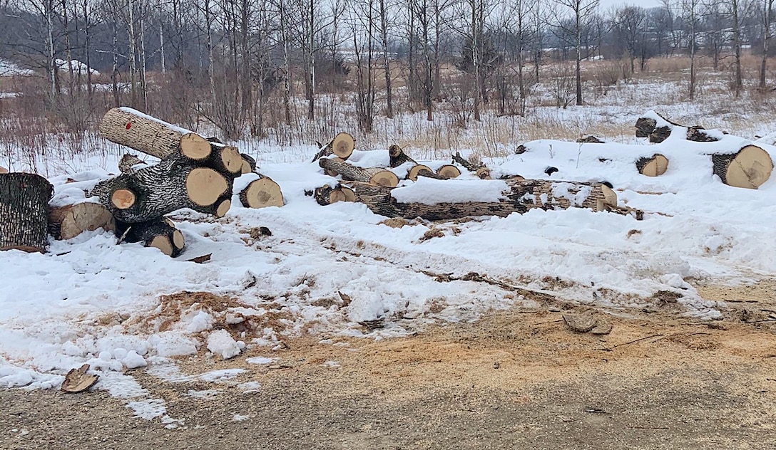 Cut trees at Lake Red Rock