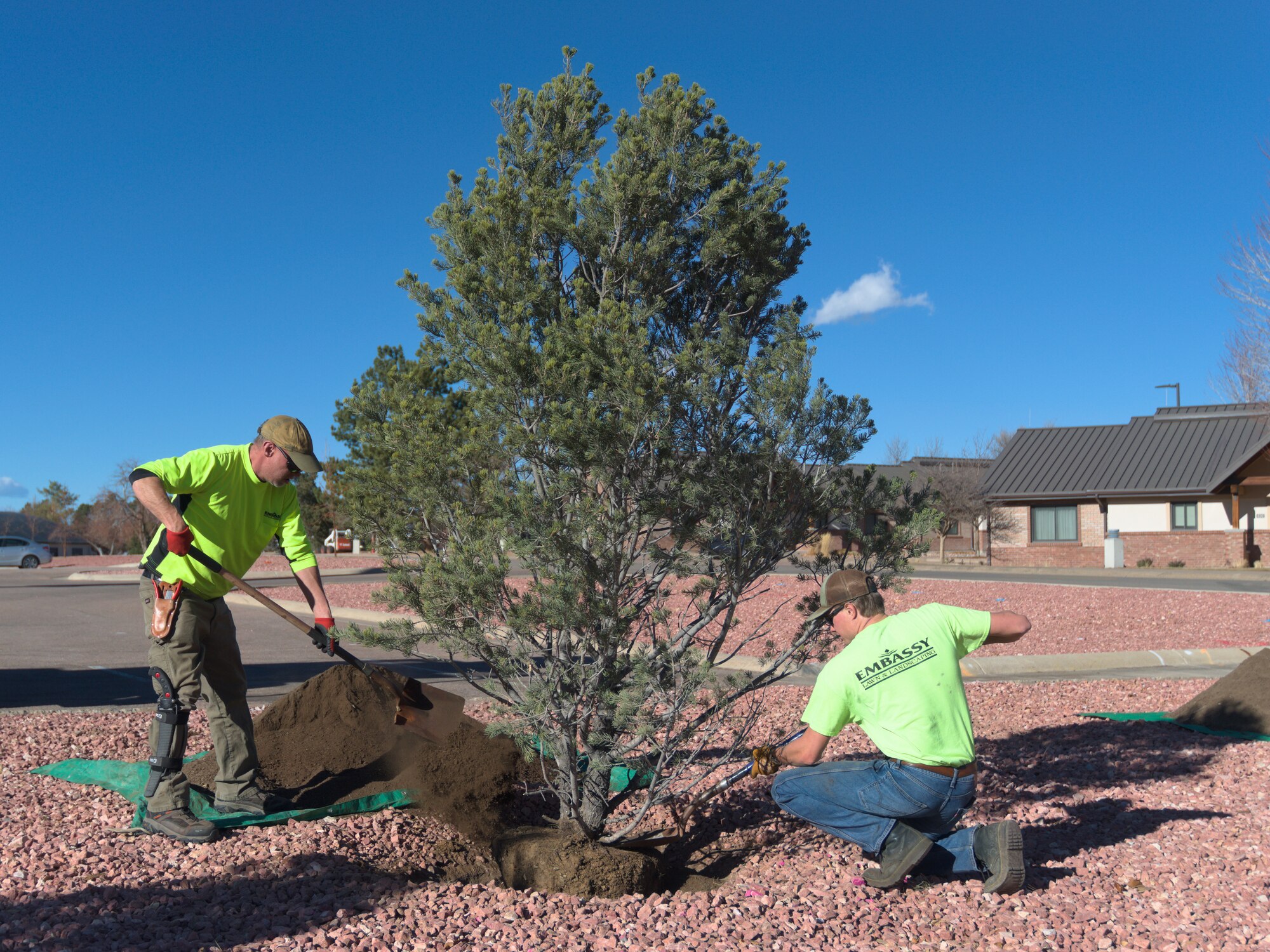 Tree planting