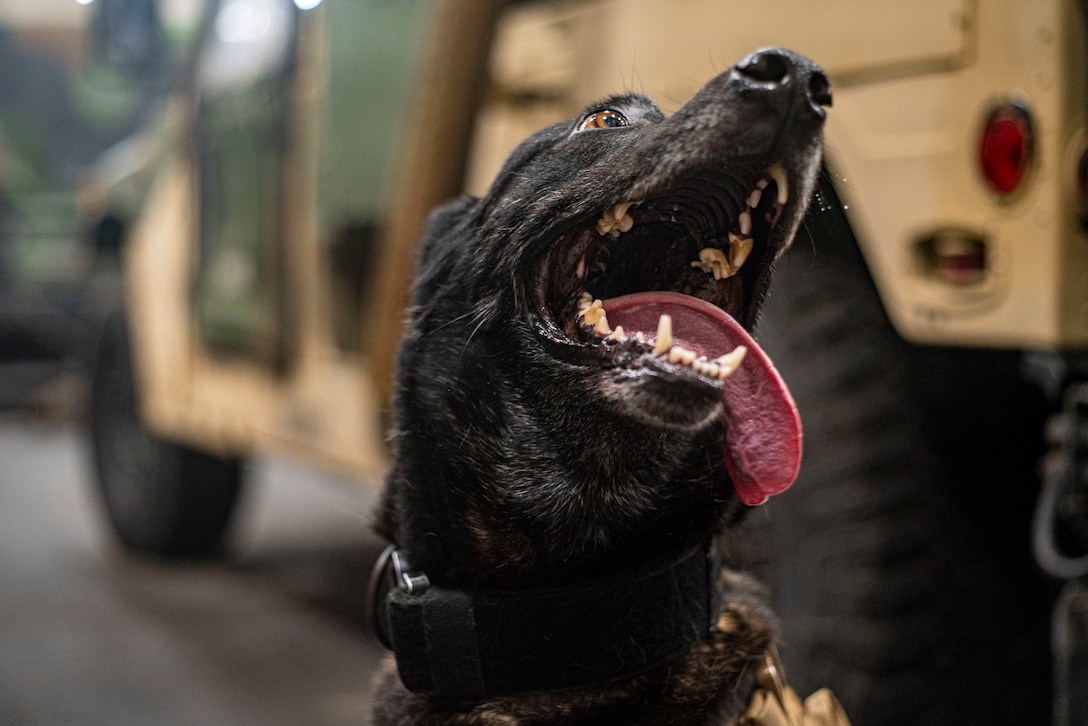 A U.S. military working dog waits for instruction from his handler aboard the amphibious transport dock ship USS Somerset (LPD 25), Jan. 10.
