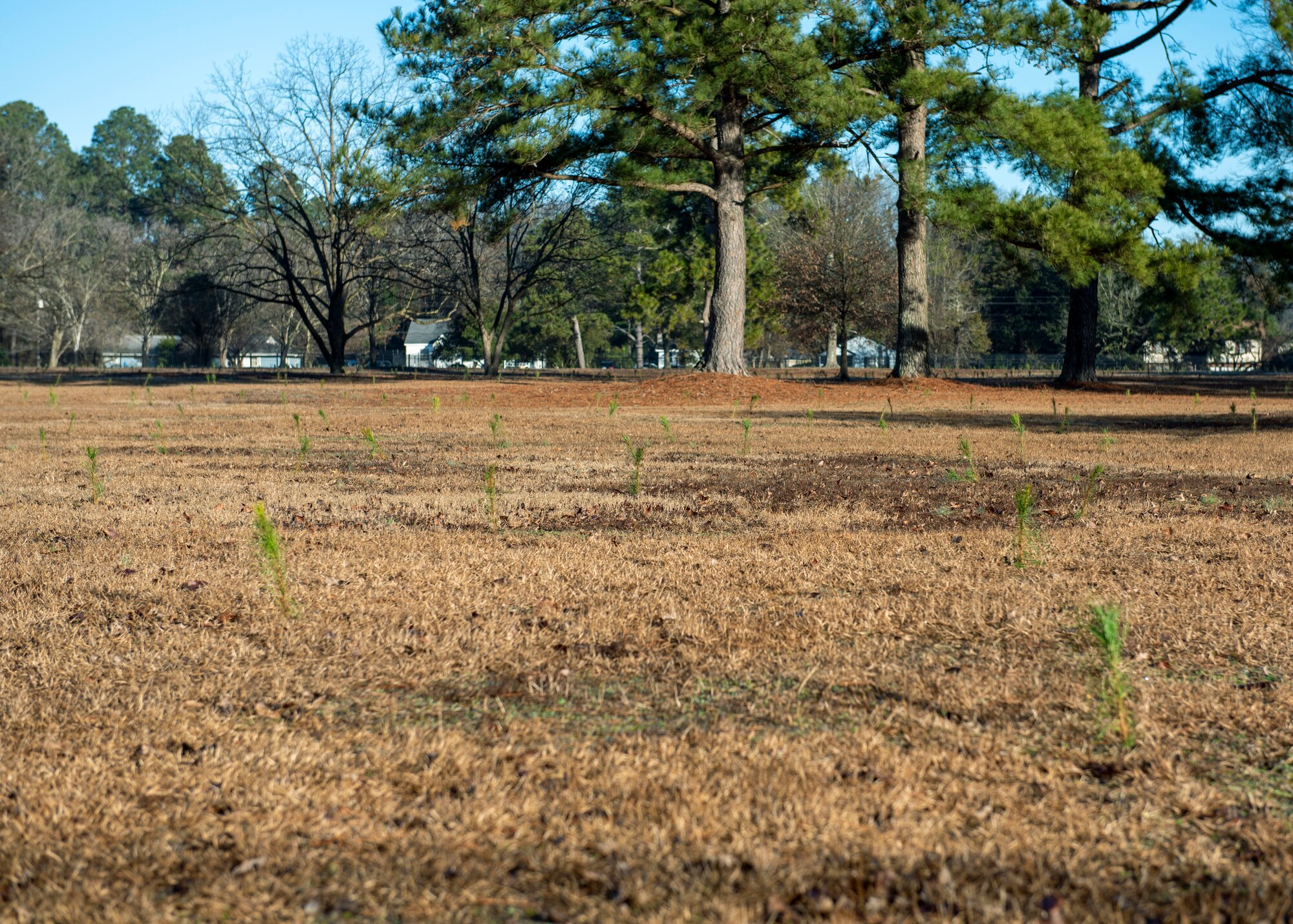 More than 596,000 trees were planted at Seymour Johnson Air Force Base, North Carolina, Jan. 13, 2021.