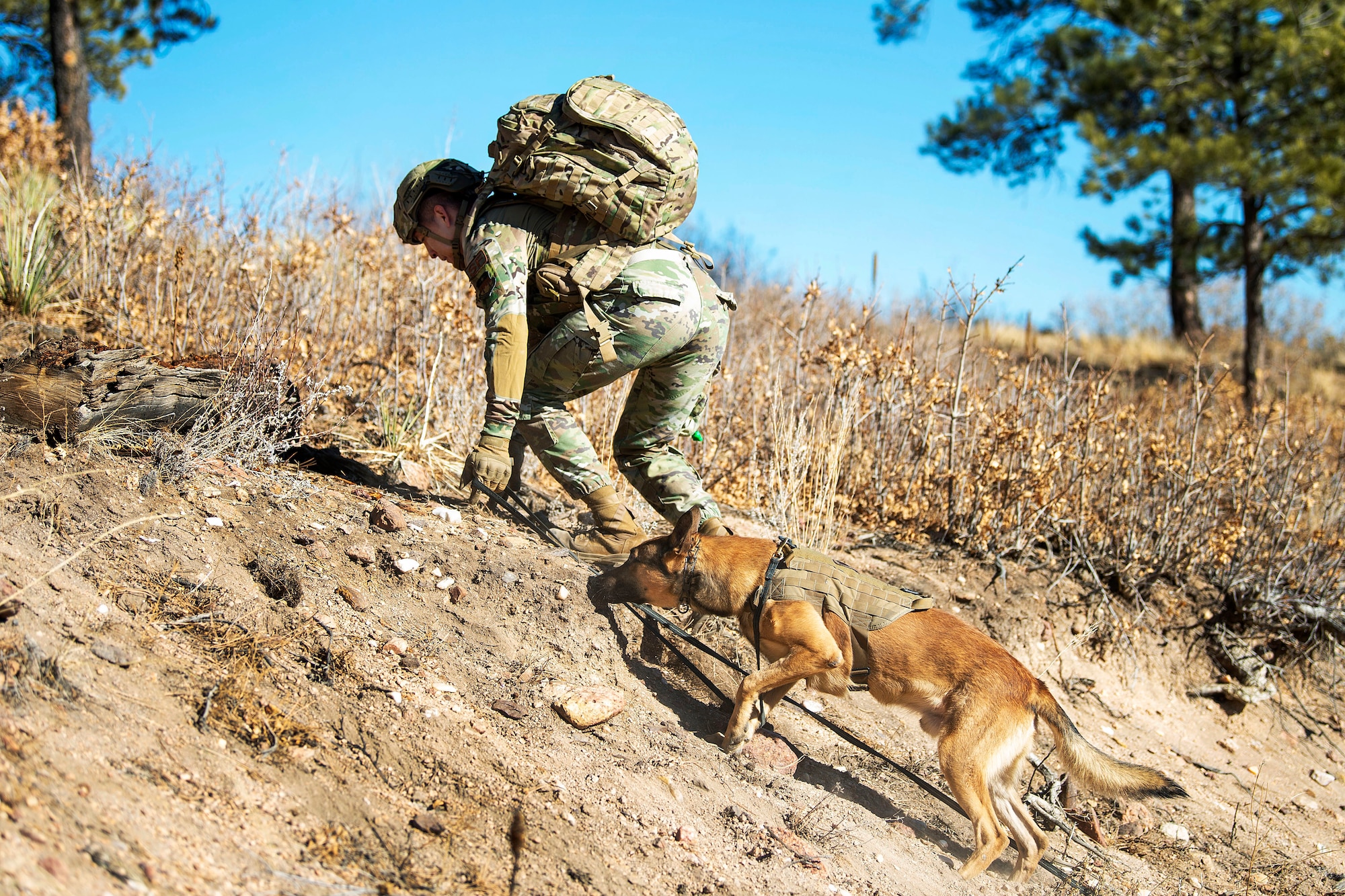 Military Working Dog Training