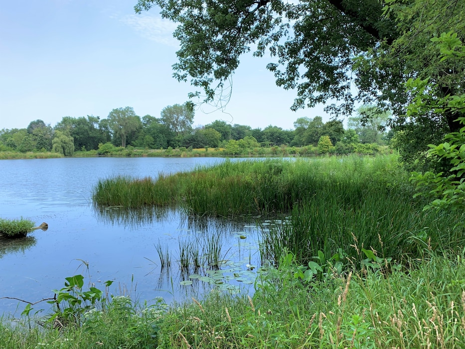 Jackson Park Lagoon Restoration Project