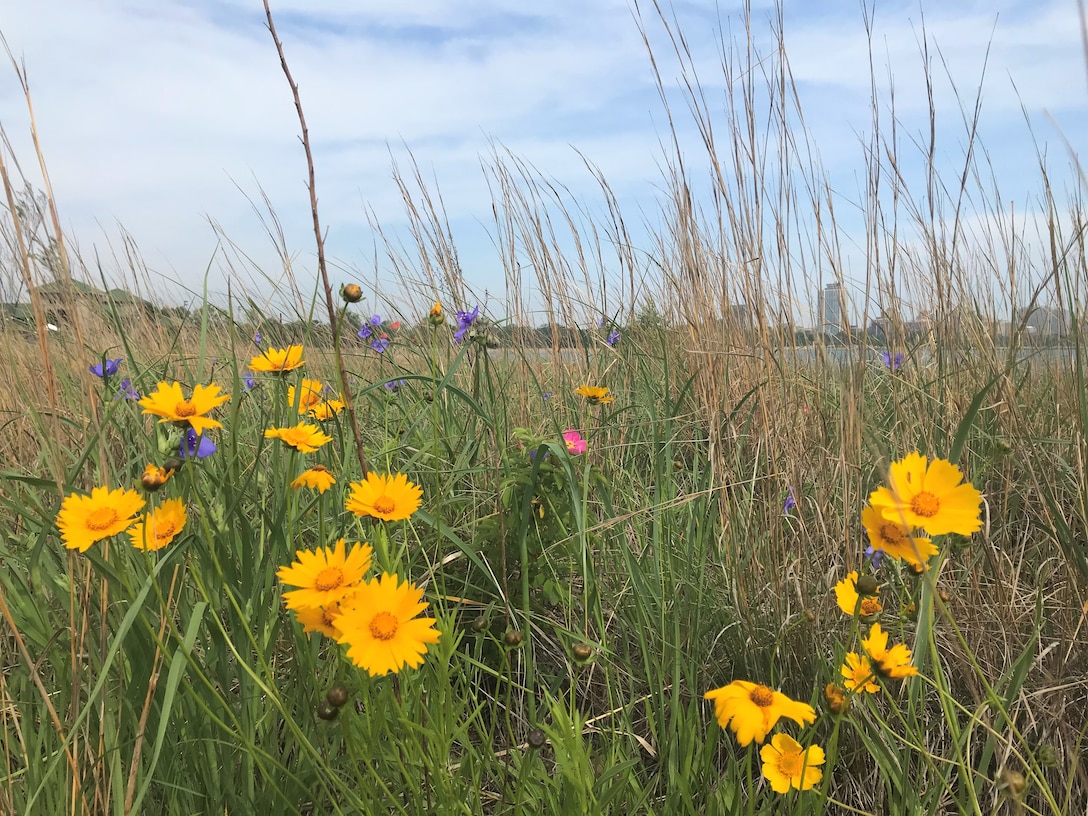 63rd Street Dune – Section 506