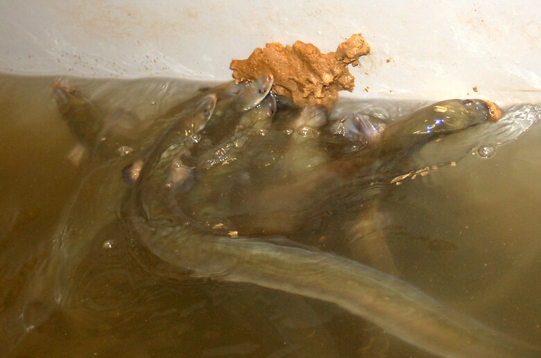 American Eels feed in a holding tank Jan. 18, 2021 at the Cumberland River Aquatic Center in Gallatin, Tennessee. When the U.S. Army Corps of Engineers Nashville District lowered Lake Cumberland in Kentucky in 2008 to relieve pressure on Wolf Creek Dam, an agreement with the U.S. Fish and Wildlife Service to mitigate environmental impacts resulted in mitigation dollars being committed to the aquatic center. (Photo by Dan Hua)