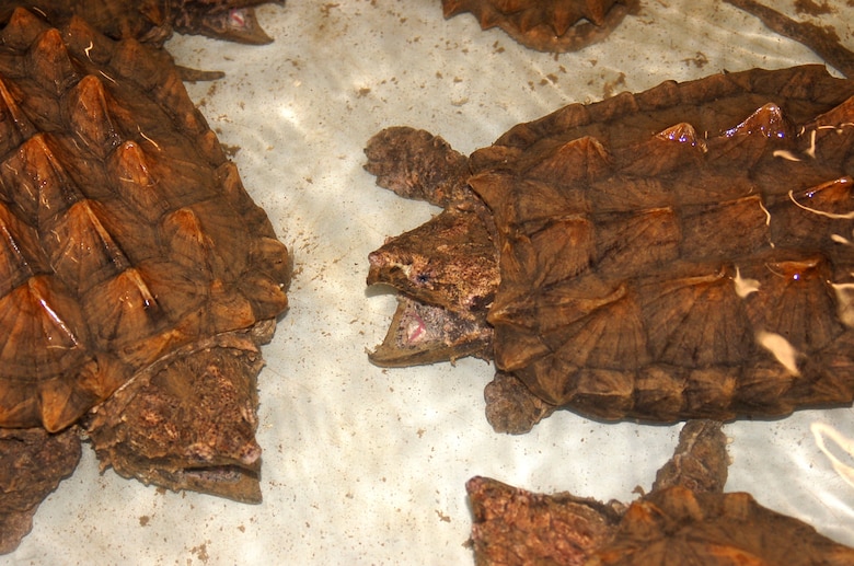 These are alligator snapping turtles in a holding tank Jan. 18, 2021 at the Cumberland River Aquatic Center in Gallatin, Tennessee. When the U.S. Army Corps of Engineers Nashville District lowered Lake Cumberland in Kentucky in 2008 to relieve pressure on Wolf Creek Dam, an agreement with the U.S. Fish and Wildlife Service to mitigate environmental impacts resulted in mitigation dollars being committed to the aquatic center. (Photo by Dan Hua)