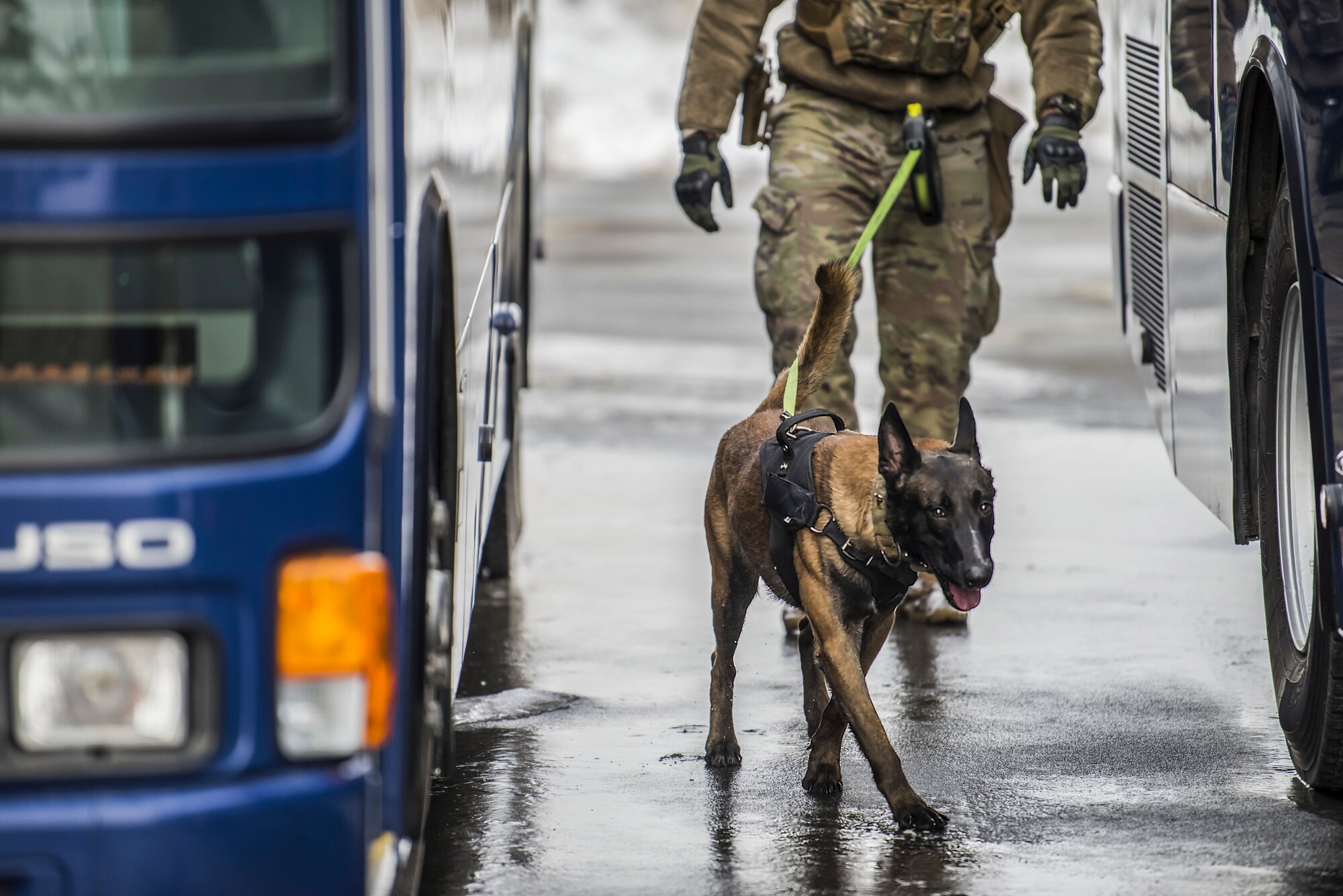 Dog walks towards the camera in between two buses while man in uniform follows behind.