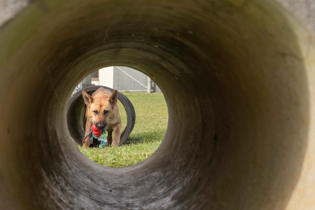 An Air Force military working dog emerges from one tunnel, visible through the hole of another.