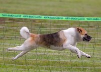 Photo of Kitara, Kimberly Appel's 6-year-old-Akita, competing in a Performance Dog Sports event