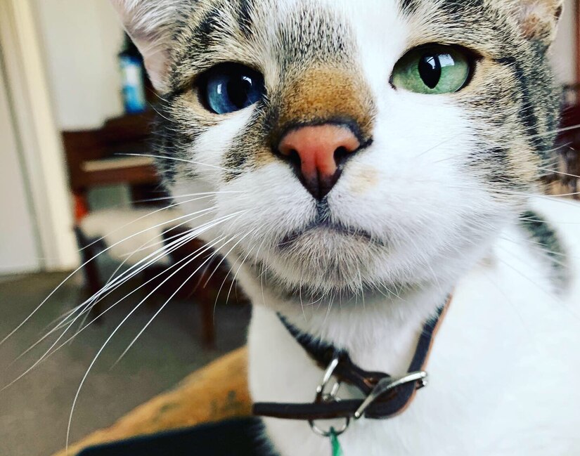 A cat with a blue eye and a green eye