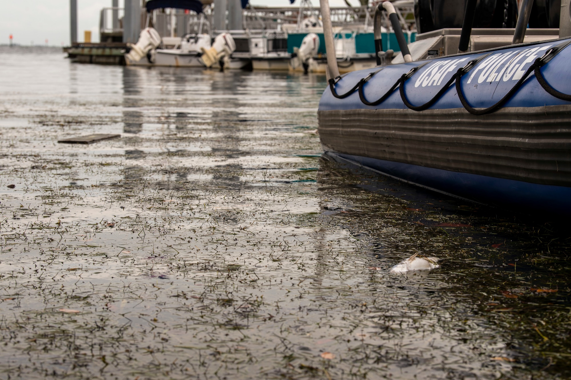 Deceased marine life pools near the marina at MacDill Air Force Base, Florida, June 15, 2021.