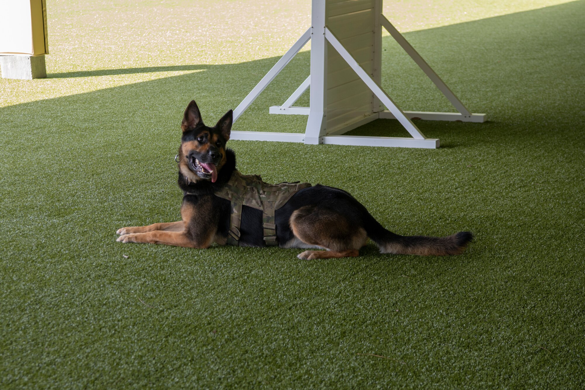 Nelson, a military working dog at the 1st Special Operations Security Forces Squadron, Hurlburt Field, Florida.