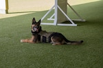 Nelson, a military working dog at the 1st Special Operations Security Forces Squadron, Hurlburt Field, Florida.