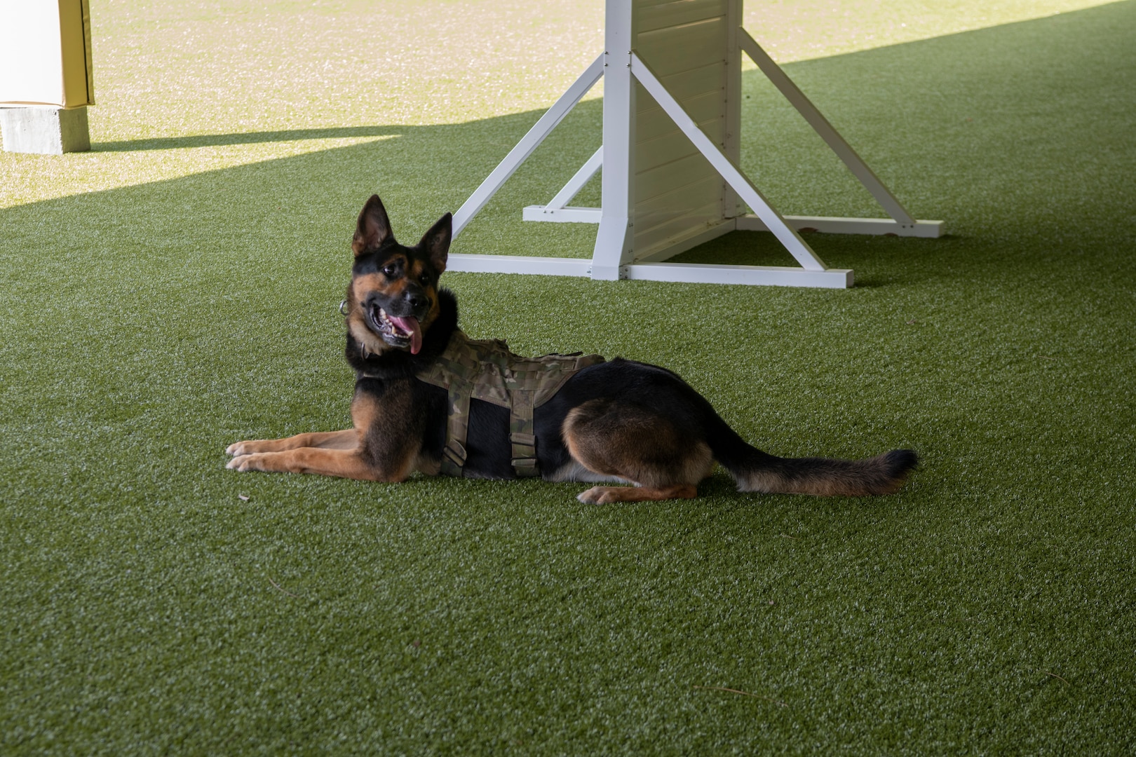 Nelson, a military working dog at the 1st Special Operations Security Forces Squadron, Hurlburt Field, Florida.