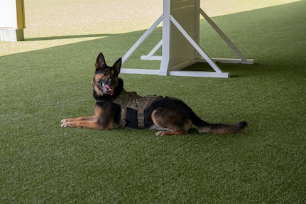 Nelson, a military working dog at the 1st Special Operations Security Forces Squadron, Hurlburt Field, Florida.