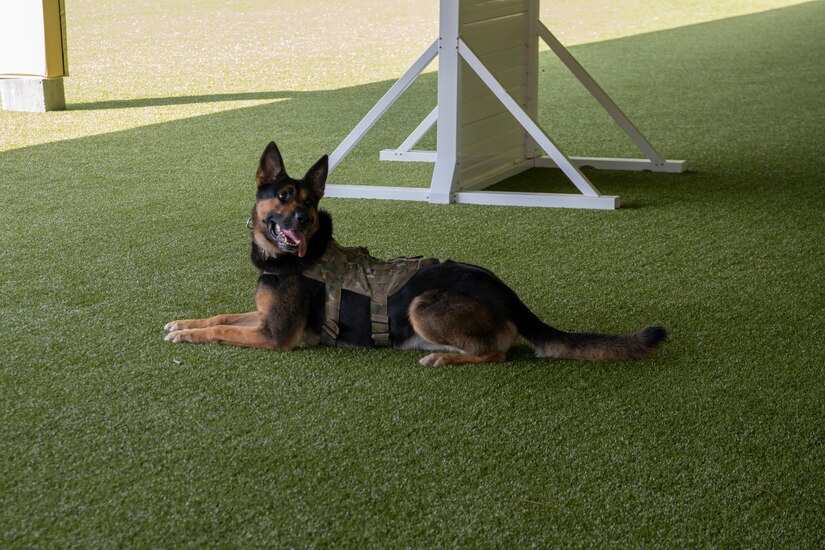 A military working dog rests on turf.