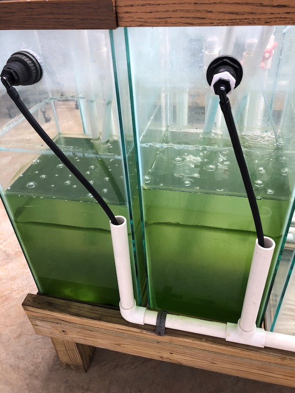 Harmful algal blooms in the lab