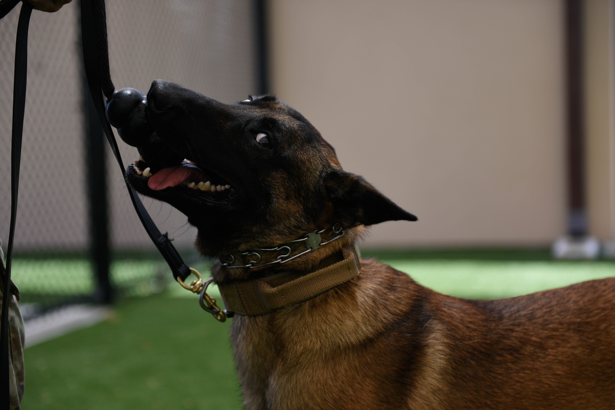 Turbo, 45th Security Forces Squadron military working dog, plays with his toy on June 10, 2021, Patrick Space Force Base, Fla. When MWDs execute commands properly and complete exercises correctly they are rewarded with a designated toy special to them. (U.S. Space Force photo by Airman 1st Class Samuel Becker)