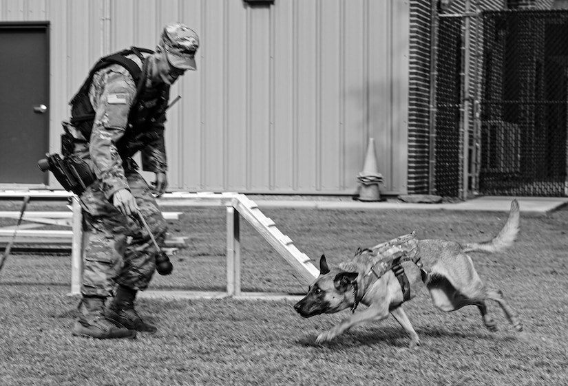 U.S. Army Specialist Taylor Blanton, 3rd Military Police Detachment, Military Working Dog handler, and Military Working Dog Maya, play together after training at Joint Base Langley-Eustis, Virginia, July 8, 2021. Throughout the week, the team trains together at least 4-5 days to ensure they have the skills and bond to effectively handle any situation they may respond to for assistance. (U.S. Air Force photo by Senior Airman Sarah Dowe)