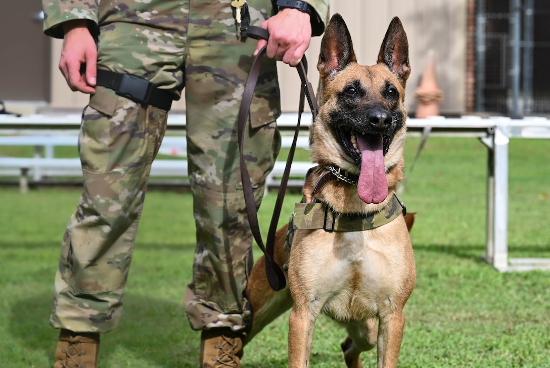 Military Working Dog Maya, a 5-year-old Belgian Malinois assigned to the 3rd Military Police Detachment, stands alert with her handler at Joint Base Langley-Eustis, Virginia, July 8, 2021. Throughout the week, Maya works with her handler and navigates obstacle courses to build stability, confidence and obedience. (U.S. Air Force photo by Senior Airman Sarah Dowe)