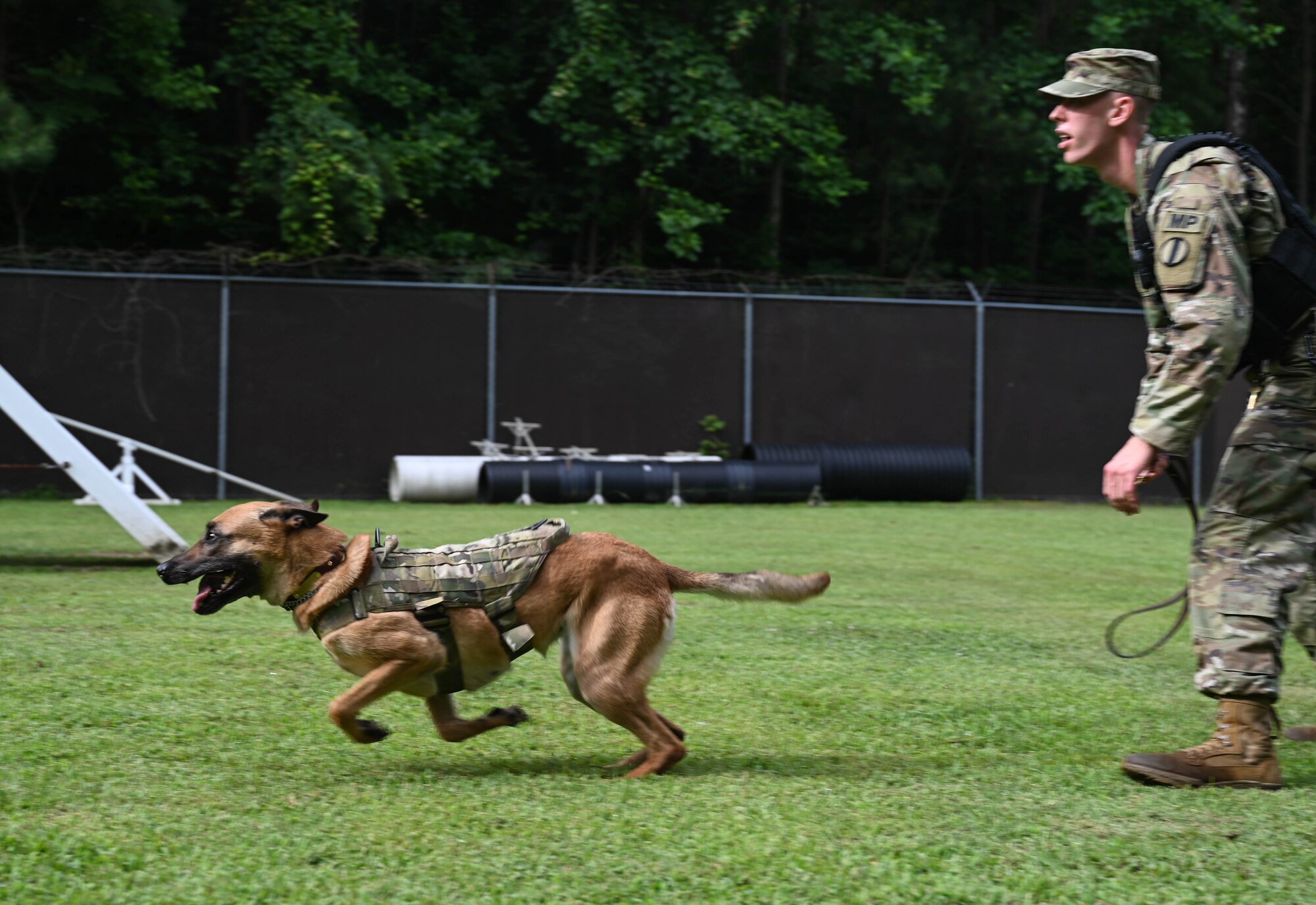 U.S. Army Specialist Taylor Blanton, 3rd Military Police Detachment, Military Working Dog handler, releases his Military Working Dog Maya during pursuit of suspect training at Joint Base Langley-Eustis, Virginia, July 8, 2021. According to Blanton, Maya’s favorite training scenario is controlled aggression. (U.S. Air Force photo by Senior Airman Sarah Dowe)