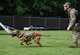 U.S. Army Specialist Taylor Blanton, 3rd Military Police Detachment, Military Working Dog handler, releases his Military Working Dog Maya during pursuit of suspect training at Joint Base Langley-Eustis, Virginia, July 8, 2021. According to Blanton, Maya’s favorite training scenario is controlled aggression. (U.S. Air Force photo by Senior Airman Sarah Dowe)