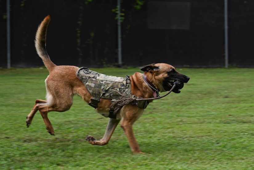 Military Working Dog Maya, a 5-year-old Belgian Malinois assigned to the 3rd Military Police Detachment, retrieves a toy for her handler at Joint Base Langley-Eustis, Virginia, July 8, 2021. Play time is used as positive reinforcement during training and for good behavior. (U.S. Air Force photo by Senior Airman Sarah Dowe)