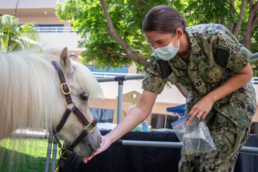 A sailor wearing a face mask feeds a mini horse.