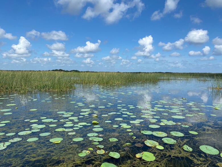 Giant bulrush, eelgrass and American lotus on Lake Okeechobee