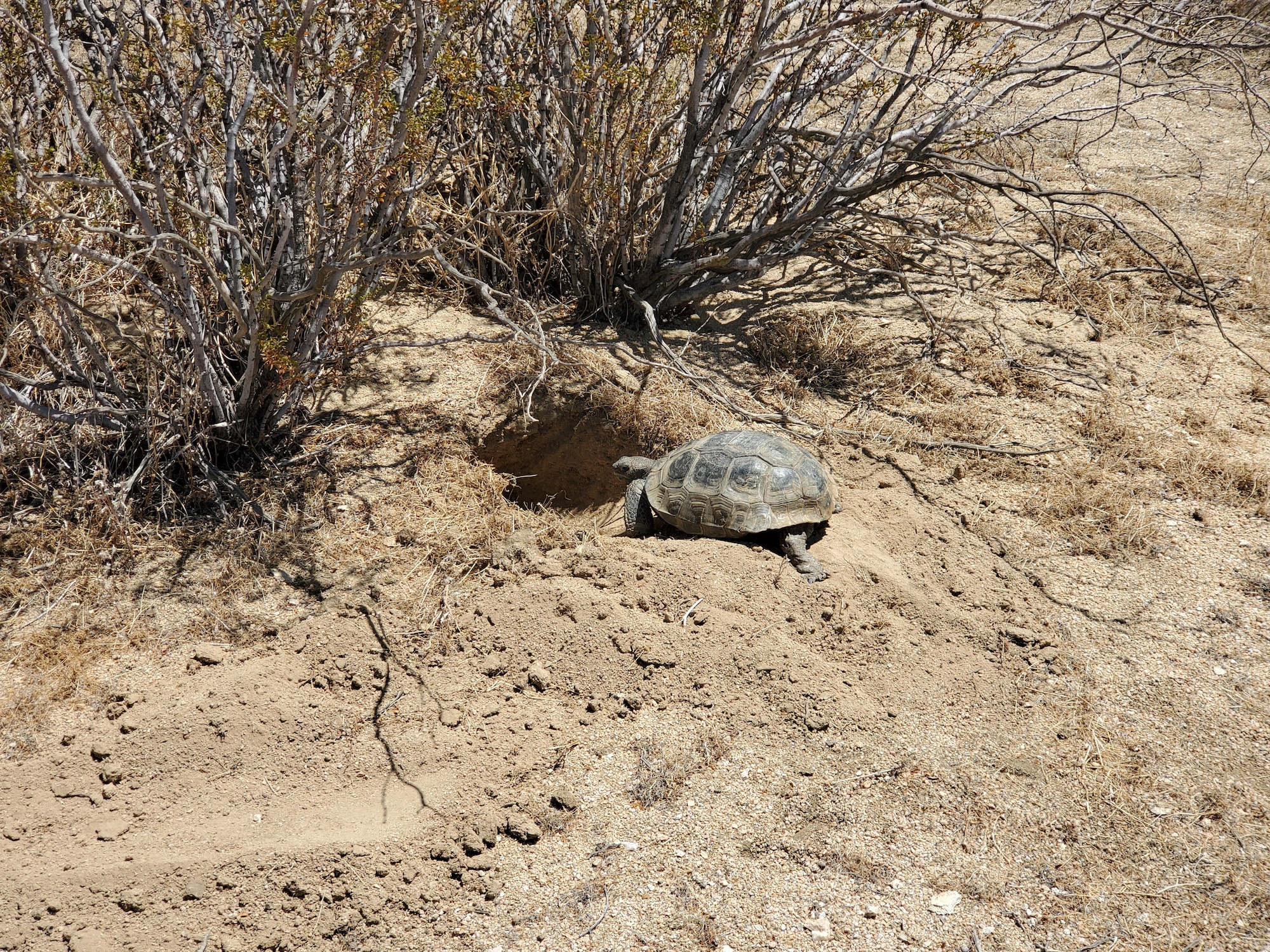 Kali the desert tortoise finds a freshly dug burrow as she makes her way back into the wild following six months of medical and rehabilitative care from injuries she received in a collision with a car late last year. (Air Force photo by Misty Hailstone)