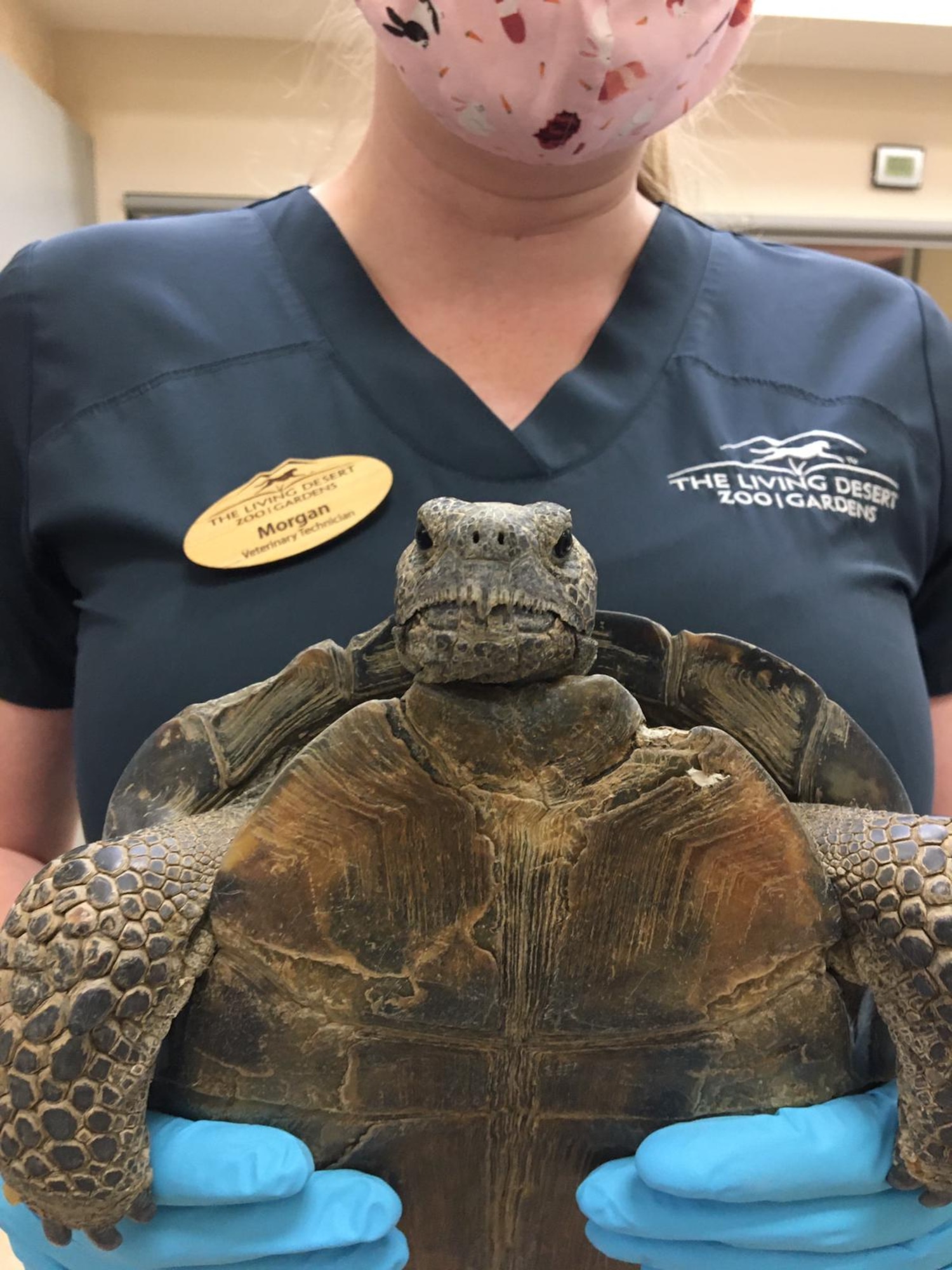 A veterinary technician shows off Kali during her rehabilitative stay at The Living Desert Zoo and Gardens in Palm Desert. Kali was taken there for several months to complete her rehabilitation from injuries she sustained from a collision with a car suffered late last year. (Photo courtesy of The Living Desert Zoo and Gardens)