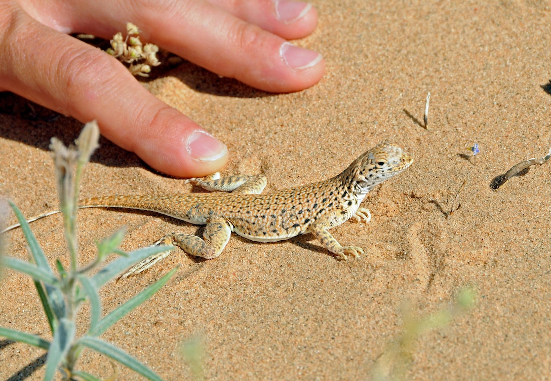 The unique Mohave fringe-tailed lizard thrives in sand dunes, and U.S. Army Yuma Proving Ground's are far away from any populated areas and rarely traversed by people or equipment. "It's a fascinating creature," said Daniel Steward, YPG wildlife biologist. "Everybody's ultimate goal is to conserve this species on our own."