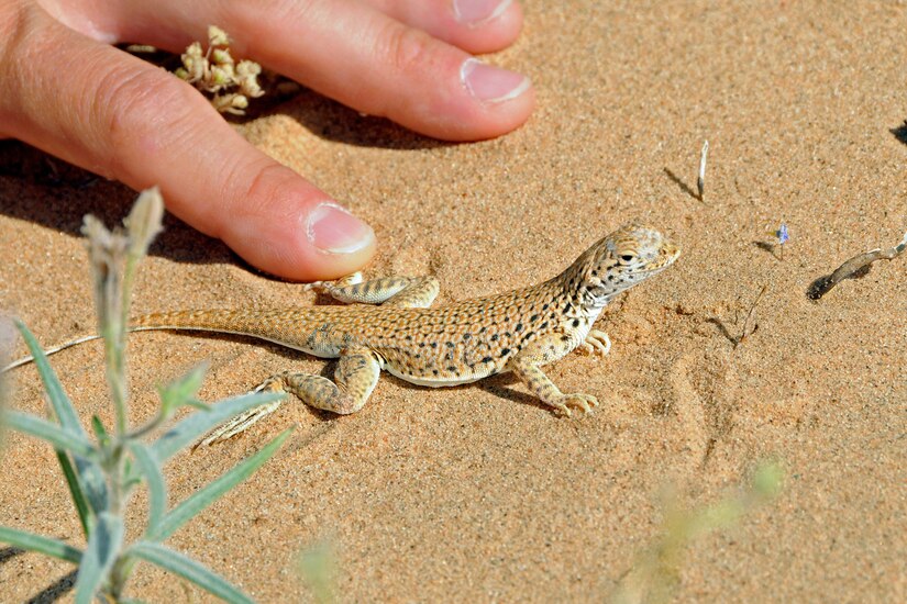 A lizard sits on the sand next to fingers of an outstretched hand.