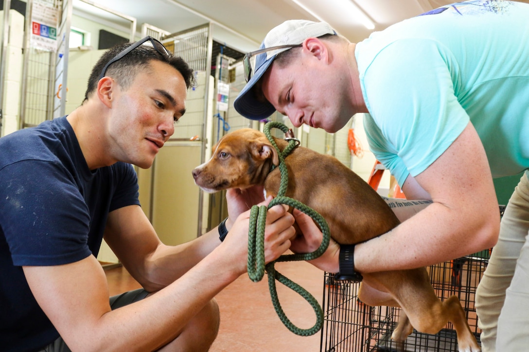 Soldiers play with a puppy.