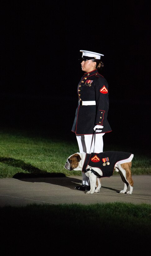 Chesty and his handler step out on to Center Walk during the Friday Evening Parade at Marine Barracks Washington, July 16, 2021.