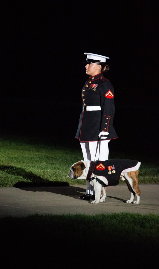 Chesty and his handler step out on to Center Walk during the Friday Evening Parade at Marine Barracks Washington, July 16, 2021. The hosting official for the evening was Gen. Gary L. Thomas, the Assistant Commandant of the Marine Corps, and the Guest of Honor was Major General Andrew Freeman AM, Head of Australian Defence Staff.