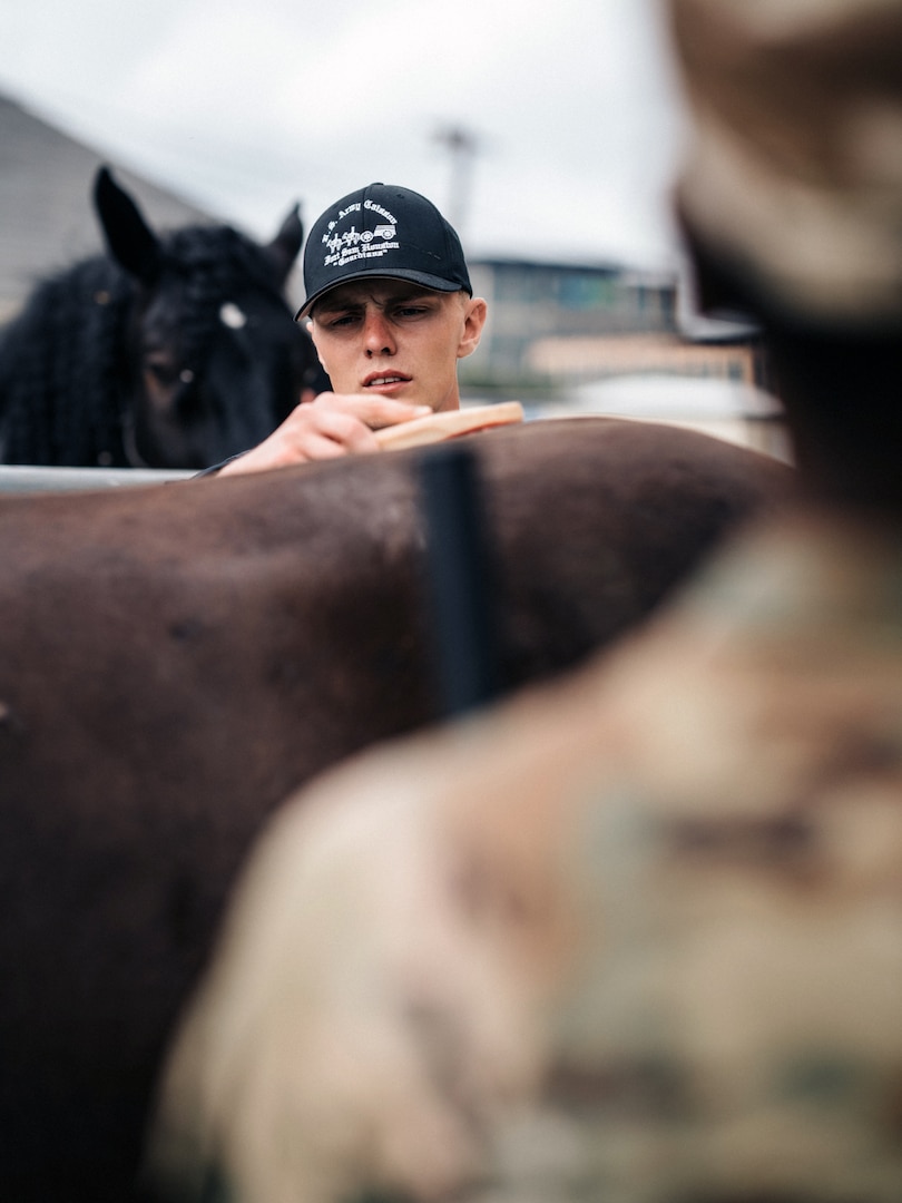 Sgt. Jake Walker, a member of the U.S. Army North Caisson Platoon, grooms one of the Caisson Platoon’s horses