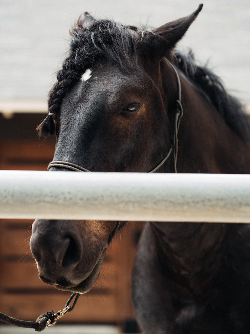 A dedicated horse for the U.S. Army North Caisson Platoon waits to be groomed