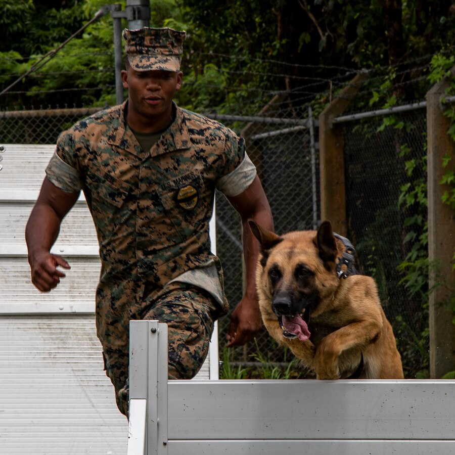 U.S. Marine Corps Cpl. Jarod Bell, a military working dog handler with Marine Corps Base Camp Smedley D. Butler Provost Marshal Office, leads his partner, Max, over a hurdle on Camp Hansen, Okinawa, Japan, June 23, 2021. Bell is a native of Rochester, New York. (U.S. Marine Corps photo by Cpl. Brennan J. Beauton)